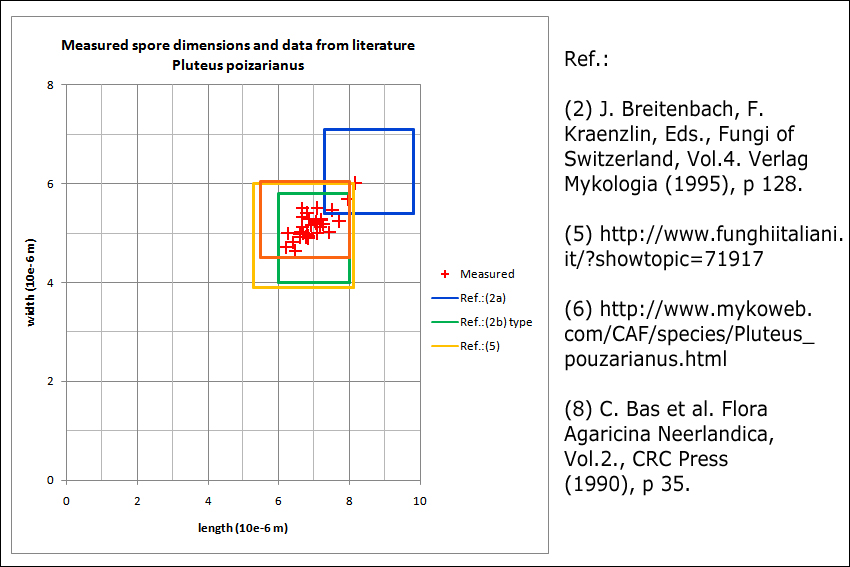 Pluteus pouzarianus image
