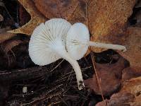 Cuphophyllus virgineus image