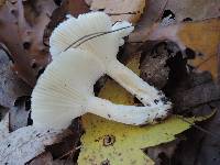 Hygrophorus roseobrunneus image