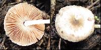 Pluteus thomsonii image