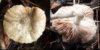 Pluteus thomsonii image