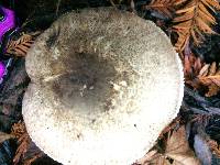 Agaricus deardorffensis image