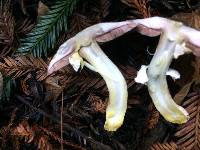 Agaricus deardorffensis image