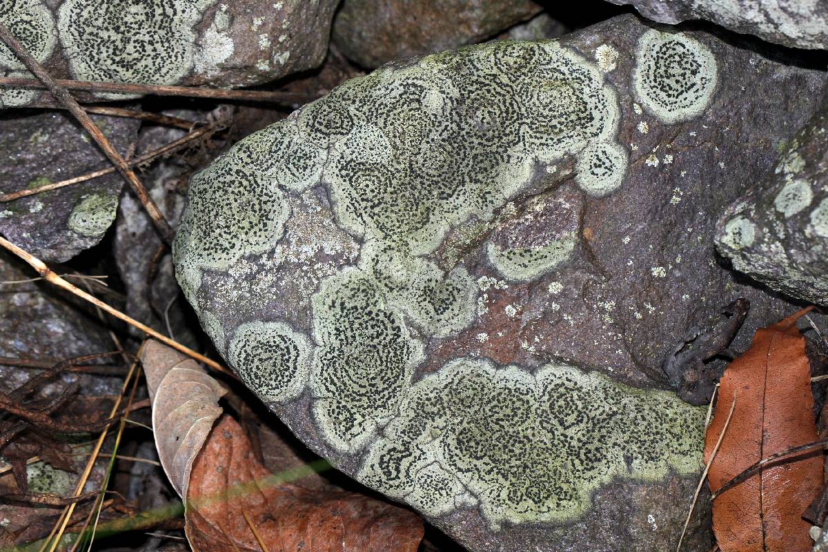 Rhizocarpon cinereovirens image