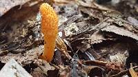 Cordyceps militaris image