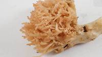 Ramaria botrytis image