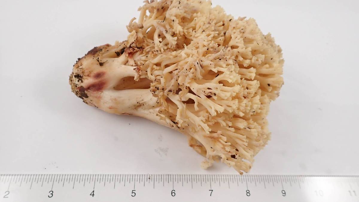 Ramaria vinosimaculans image