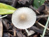 Image of Coprinellus limicola