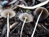 Coprinellus limicola image