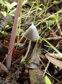 Coprinopsis marcescibilis image