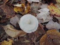 Entoloma albidum image