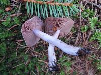 Cortinarius anomalus image