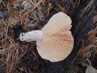 Lactarius chrysorrheus image