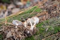 Clitocybe hygrophoroides image