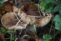 Russula xerampelina image