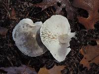 Tricholoma saponaceum image