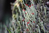 Cladonia transcendens image