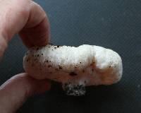 Entoloma abortivum image