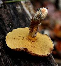 Suillus spraguei image