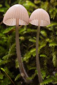 Mycena purpureofusca image