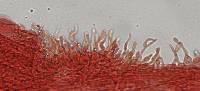 Mycena fuliginella image