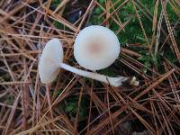 Clitocybe fragrans image