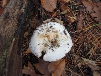 Hygrophorus sordidus image