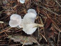 Leucocybe candicans image