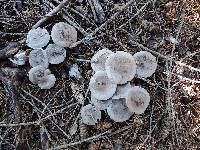 Tricholoma scalpturatum image