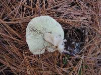 Tricholoma aestuans image