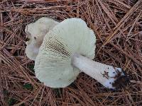 Tricholoma aestuans image