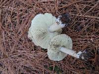 Tricholoma aestuans image