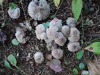 Tricholoma scalpturatum image