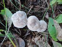 Tricholoma scalpturatum image