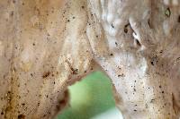 Cymatoderma caperatum image