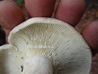 Lactarius subvellereus image