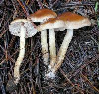 Pholiota iterata image