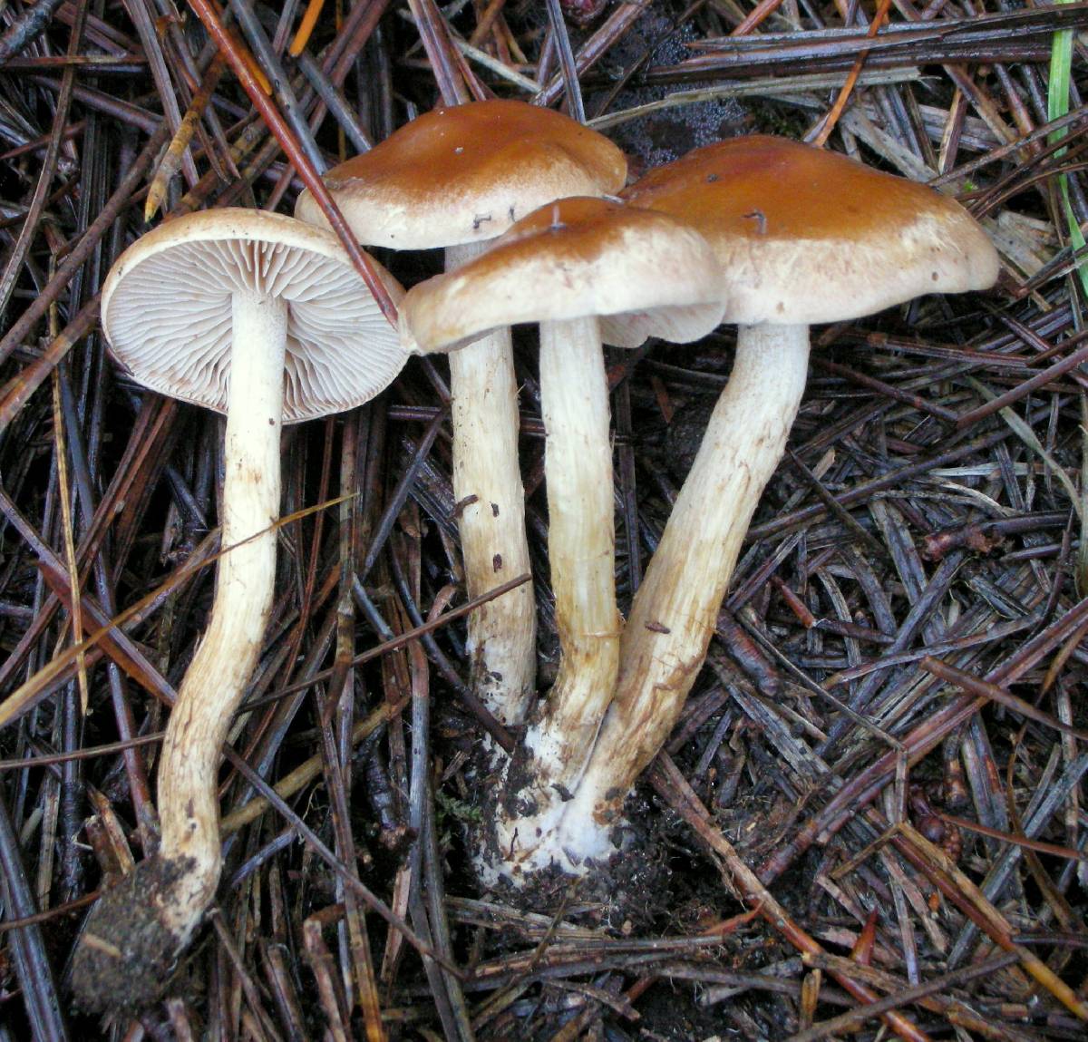 Pholiota iterata image