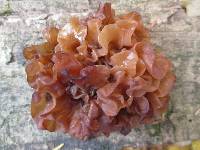 Phaeotremella frondosa image