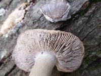 Tricholoma pullum image