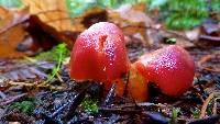 Hygrocybe punicea image