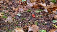 Hygrocybe punicea image