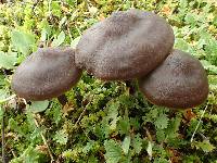 Entoloma ortonii image