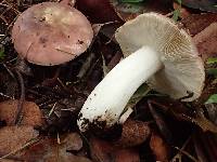 Russula veternosa image