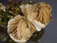 Crepidotus caspari image