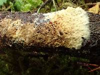 Coniophora puteana image