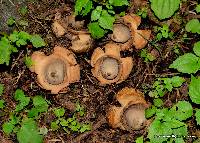 Geastrum triplex image