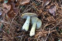 Tricholoma sejunctum image