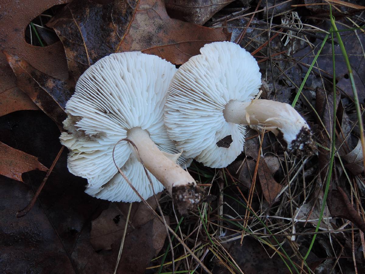 Tricholoma scalpturatum image