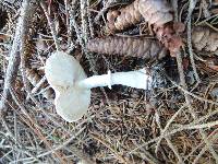 Leucoagaricus cinerascens image